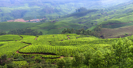 Fototapeta na wymiar Tea plantations in Kerala, South India