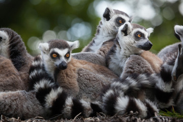 Ring-tailed lemur (Lemur catta) © Vladimir Wrangel