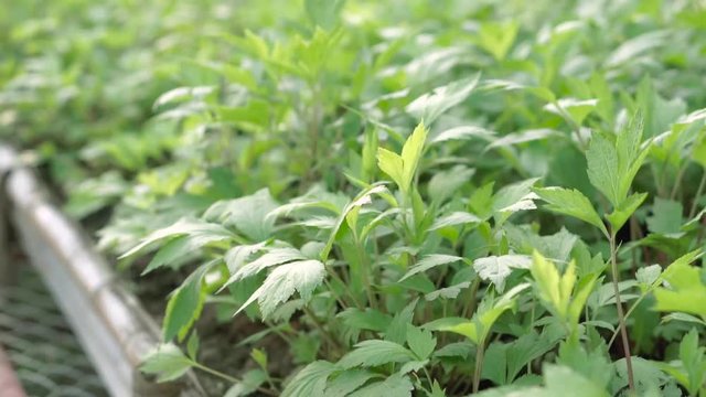 Mugwort plant field (Artemisia vulgare) green and flesh variegated leaves
