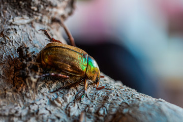 scarabeo