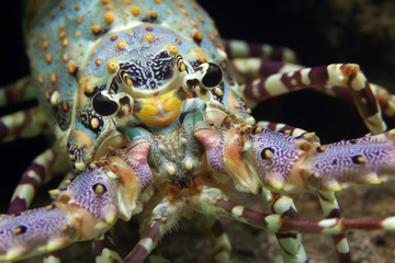 Caribbean spiny lobster (Panulirus argus)