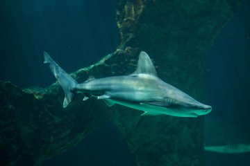 Naklejka premium Sandbar shark (Carcharhinus plumbeus).