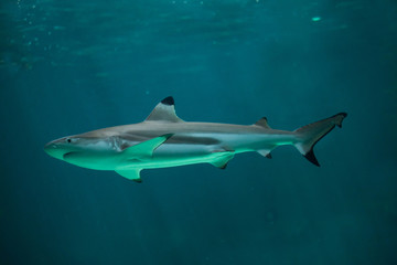 Obraz na płótnie Canvas Blacktip reef shark (Carcharhinus melanopterus).