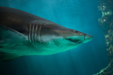 Fototapeta premium Sand tiger shark (Carcharias taurus)