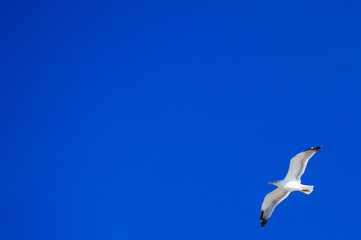 seagull in flight