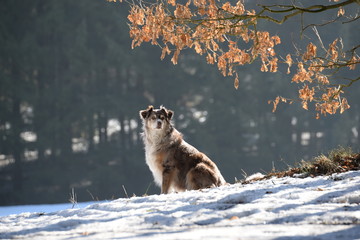 sitting and waiting, beautiful shepherd dog in snowy landscape sitting under an oak tree