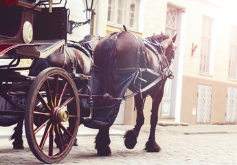 Horse and a beautiful old carriage in old town.