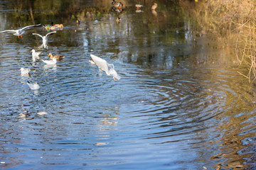Ducks and birds flying over and swimming in a pond
