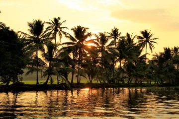 Fototapeta na wymiar Cocotiers au coucher du soleil en Inde