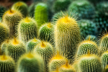 Cactus flower plant 