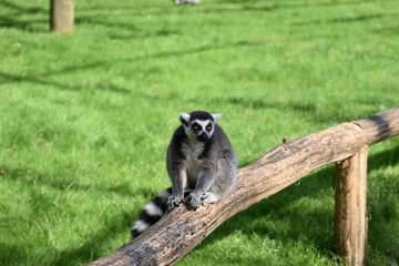 Lemur