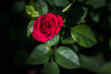 Red rose in garden
