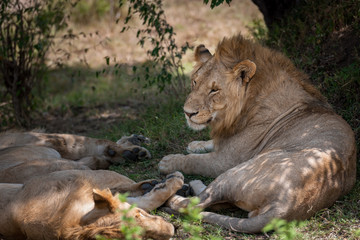 Lion