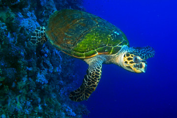 Hawksbill Turtle / I made this shot afternoon near underwater wall, close to Little Brother Island - is very small Island in the middle of Red Sea, 25m depth. 