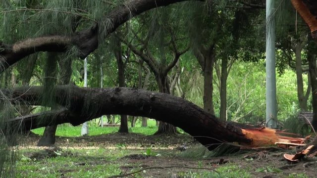 fallen trees and wreckage from Daan park destroyed by Typhoon Soulik, in Taipei, Taiwan 2013. Perfect for videos about natural disasters, typhoons, monsoons, hurricanes.-Dan