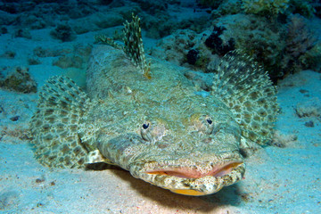 Crocodilefish, Tentacled flathead / I shot this fish afternoon at divesite Gota Abu Ramada in South Egypt, 25 m depth. 