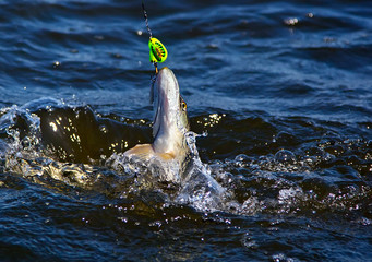 The Pike on a spinner bait.

