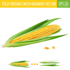 Corn on white background. Vector illustration