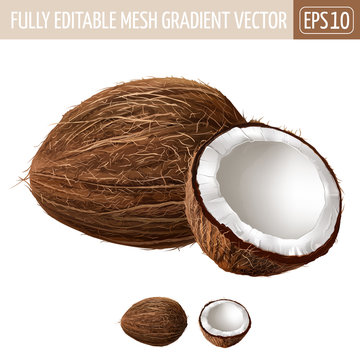 Coconut on white background. Vector illustration