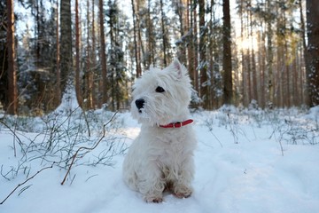 West Highland White Terrier in winter forest.