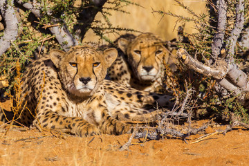 Two cheetahs in the Etosha National Park, Namibia