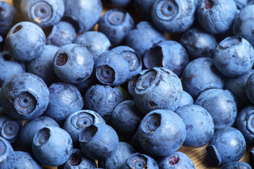 Bilberry Close Up