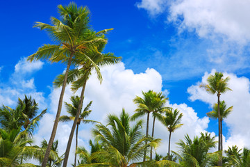 Naklejka premium Palm trees and blue sky .