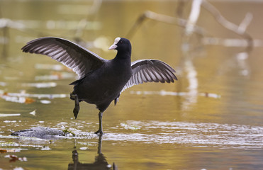 A Eurasian Coot Fulica atra preparing to fly
