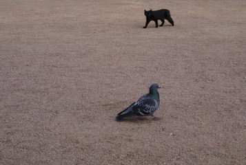 Black cat hunt to pigeon
