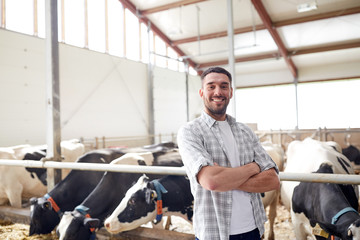 man or farmer with cows in cowshed on dairy farm