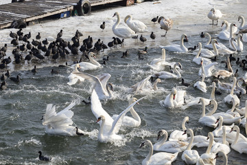 Swans and grebes playing
