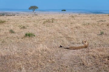 cheetah © Herbert