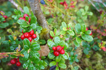 Branches of cranberry or foxberry in forest
