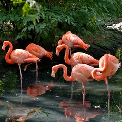 Naklejka premium Groupe de Flamands roses dans une mare