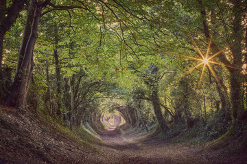 Halnaker ancient green lane in West Sussex in autumn - obrazy, fototapety, plakaty