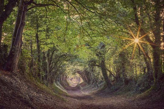 Fototapeta Halnaker ancient green lane in West Sussex in autumn