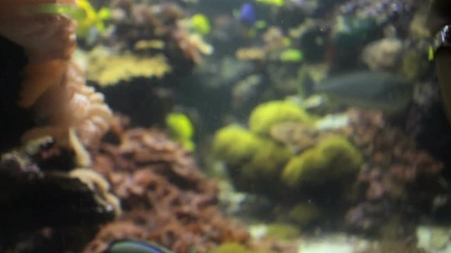 Blue Tang fish swimming around.