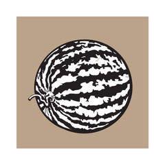 black and white Perfect whole striped watermelon with curled up tail, sketch style vector illustration isolated on background. Realistic hand drawing of whole ripe watermelon