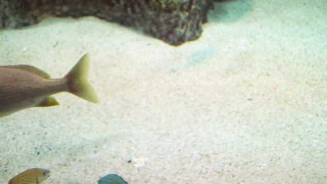 Group of fish swimming around the frame across a light background.