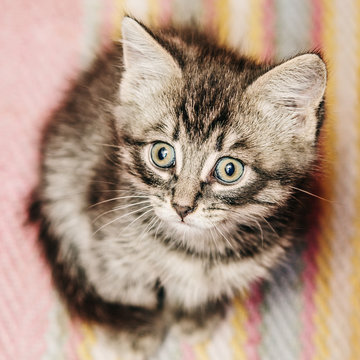 Little kitten sitting on a rug.