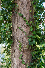 Winter time in a local park