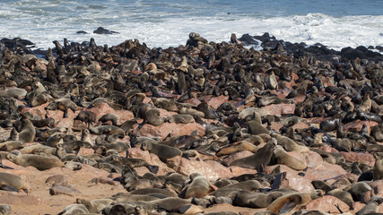 Brown fur seal colony (Arctocephalus pusillus), Cape Cross, Namibia
