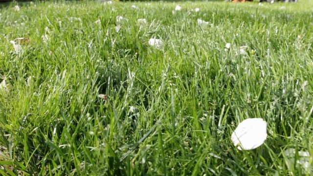 Slider of white rose pedals in a field of grass.