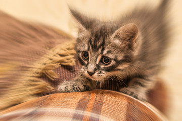 Scared kitten hiding at home.