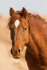 Namib Desert Horse (Equus ferus caballus), Aus, Namibia