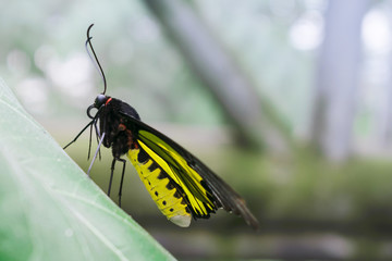 The Golden Birdwing butterfly in greenhouse