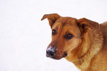 Portrait of a sad red dog of a mongrel against the background of snow in the winter