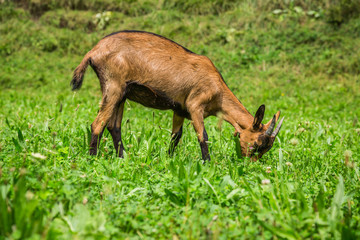 Goat on the green summer meadow