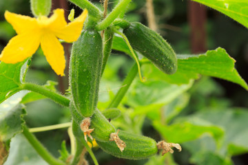 Growing cucumbers in the garden.