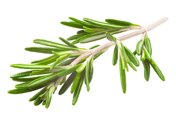 Fototapeta premium rosemary isolated on white background